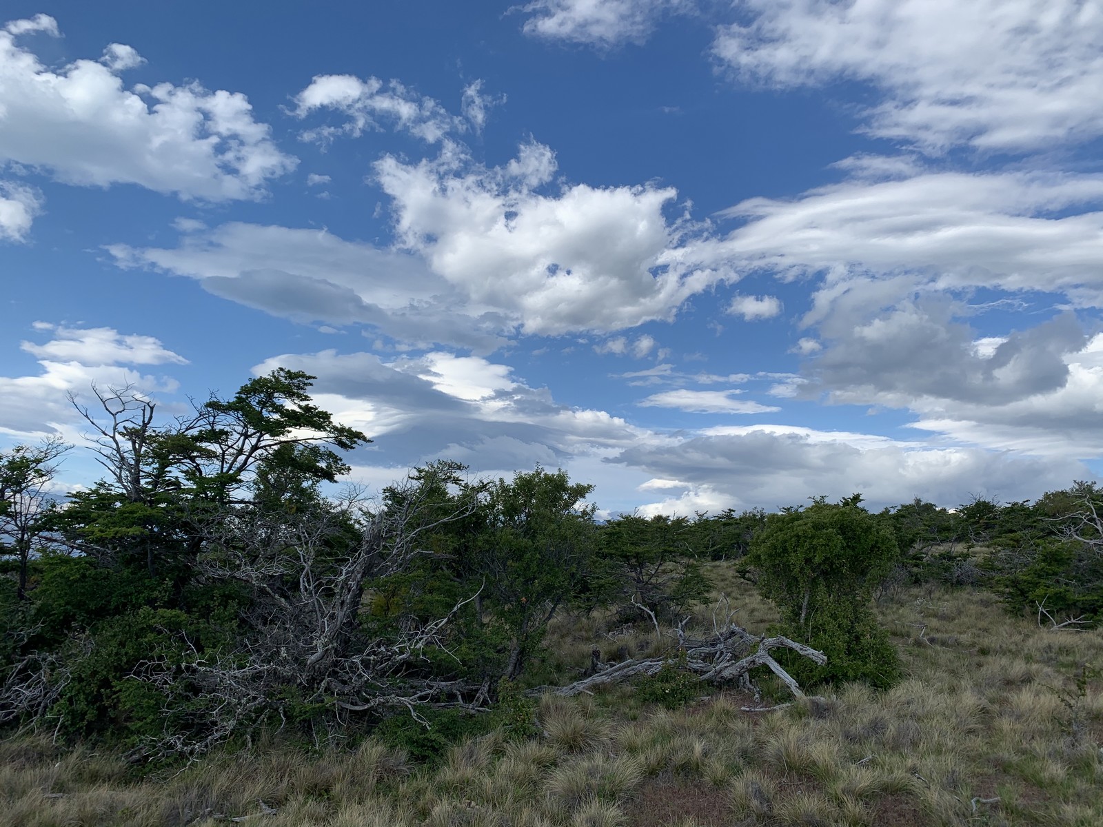 Montañas y vegetación patagónica
